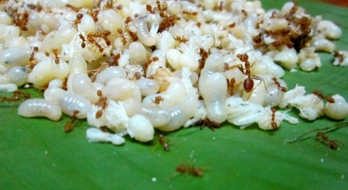 bawara Cara Jitu Menyimpan Kroto agar Awet dan Tidak Basi
