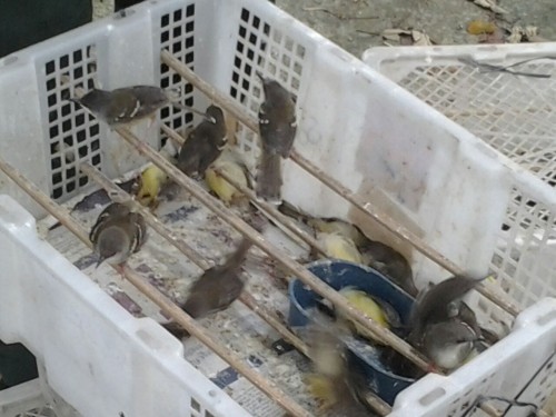 bawara Cara Mudah Menjinakkan Burung Hasil Tangkapan Hutan