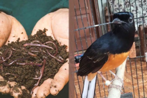 bawara Jenis-Jenis Cacing Untuk Pakan Burung