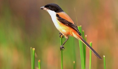 bawara Mengenal Burung Cendet: Ciri khusus, habitat, dan penyebaran
