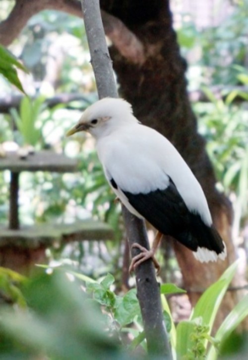 bawara Mengenal Burung Jalak Putih: Tips Perawatan dan Cara Membedakan Jantan dan Betina