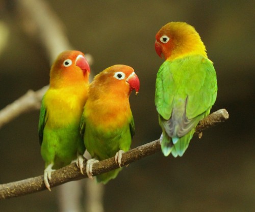 bawara Mengenal Burung Lovebird: Ciri khusus, habitat, penyebaran dan perawatan umum
