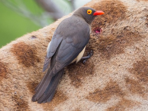 bawara Mengenal Burung Oxpecker, Burung Jalak yang Gemar Mengisap Darah