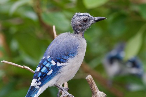 bawara Tips Perawatan Burung Lepas Bulu / Mabung